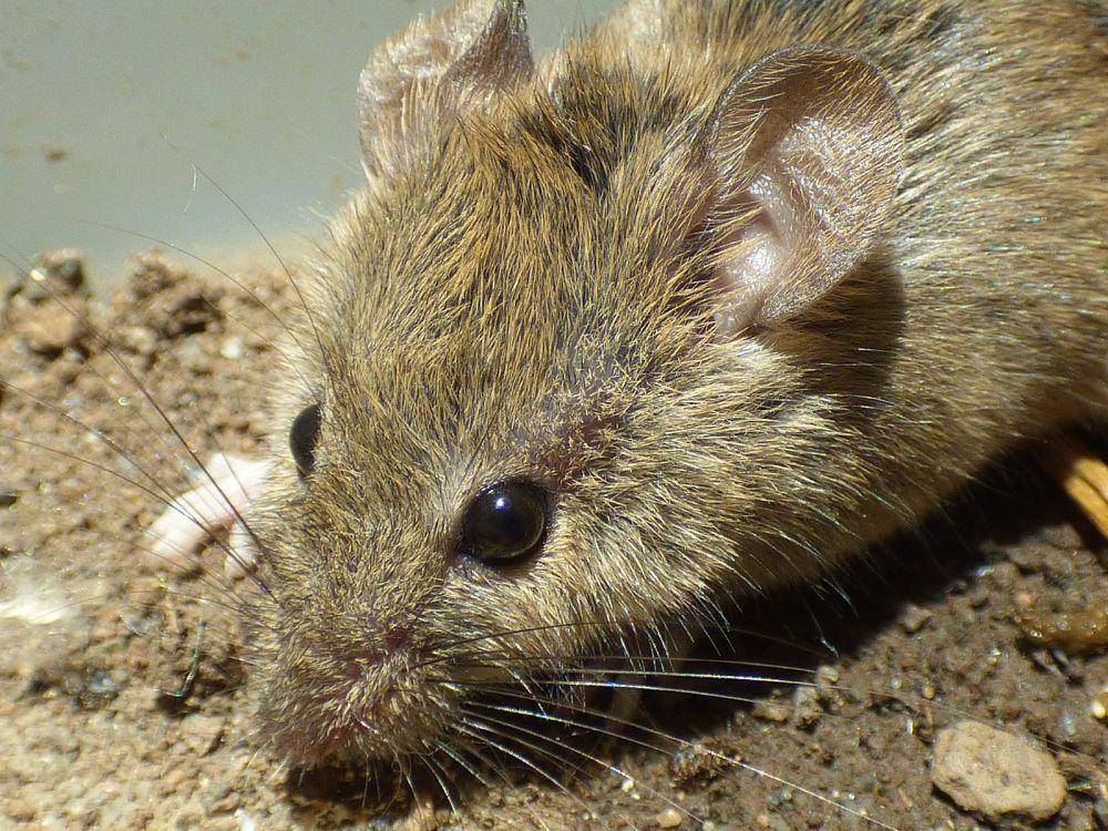 Tikus rumah (commons.wikimedia.org/kctetc1)