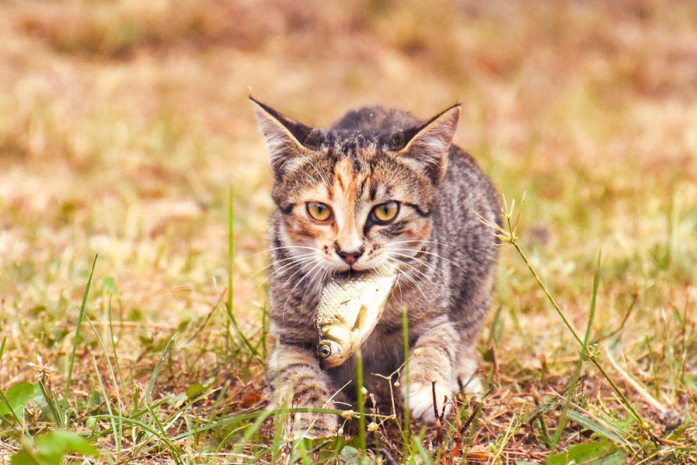 6 Perilaku Kucing yang Sering Disalahartikan oleh Manusia