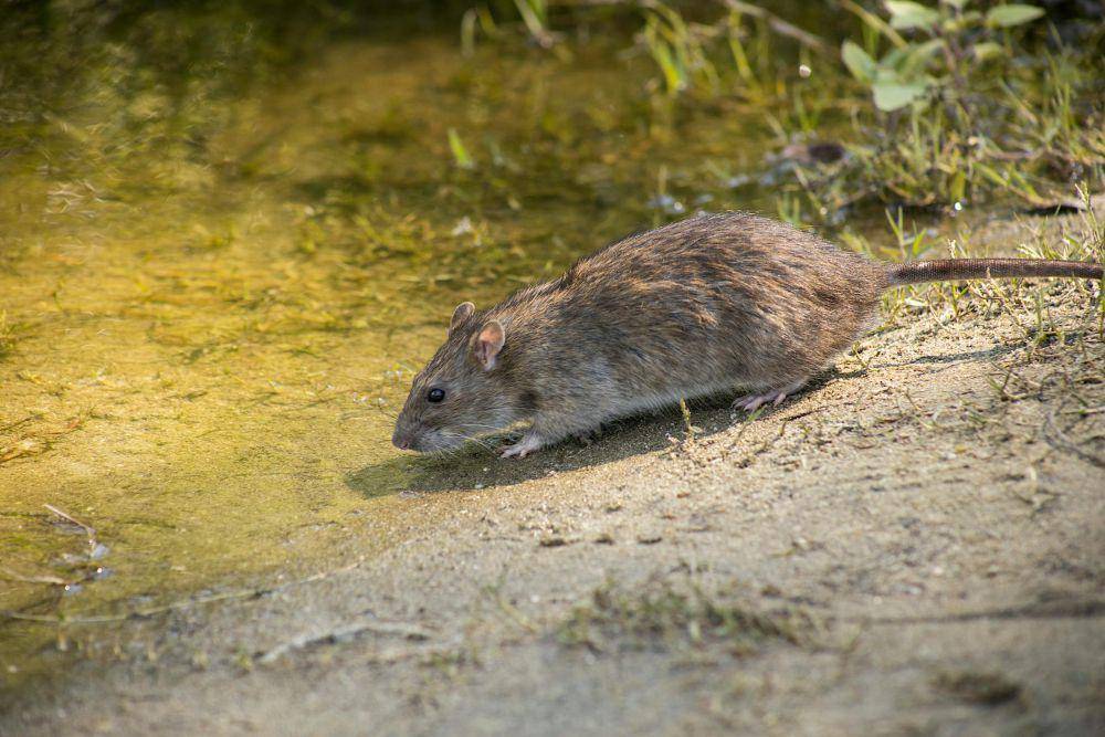 Tikus got (pexels.com/Denitsa)
