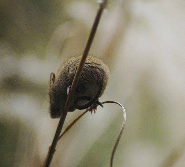 Tikus sawah rawa (unsplash.com/mosaikderfarben)
