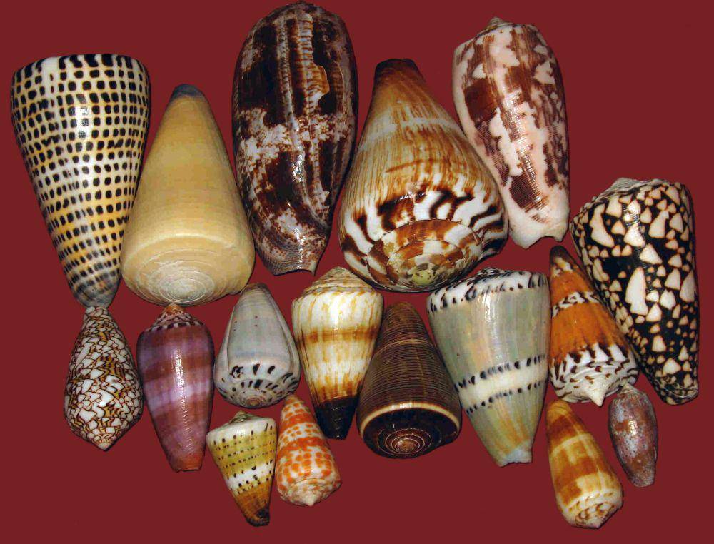 cangkang cone snail (commons.wikimedia.org/Pet)