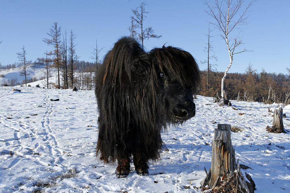Yak mampu hidup di lingkungan dengan suhu yang sangat dingin (commons.wikimedia.org/Alex Ang)