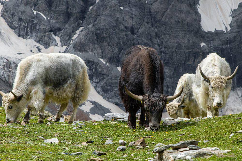 Yak (commons.wikimedia.org/Friedrich Haag)
