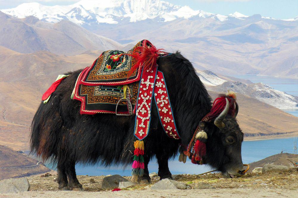 5 Fakta Menarik Yak, Mamalia Tangguh Dataran Tinggi Tibet