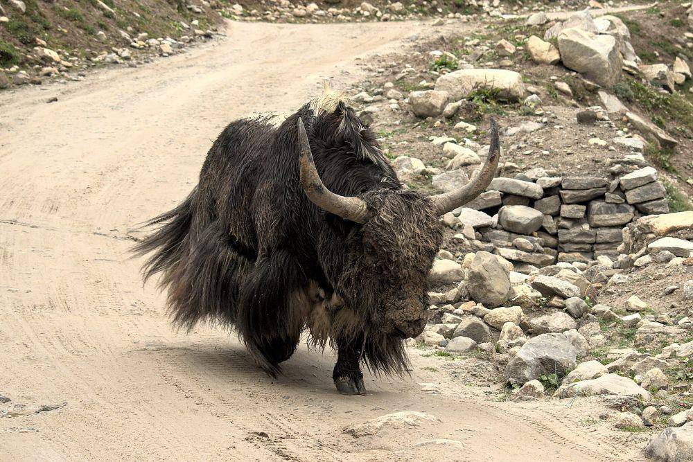 Yak (commons.wikimedia.org/ADARSHluck)