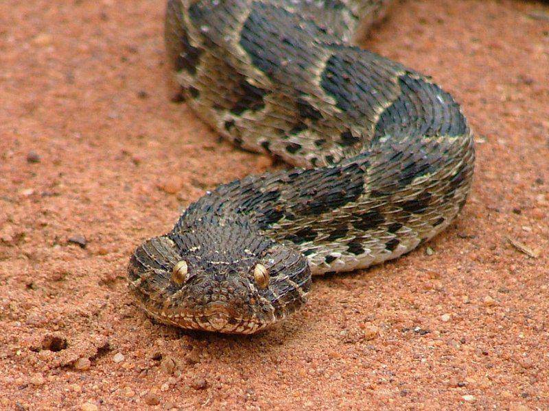 ilustrasi Bitis arietans (commons.wikimedia.org/Kelly Abram)