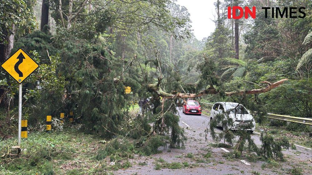 Pohon Tumbang Tutup Jalan Sarangan–Cemorosewu, Mobil Tertimpa