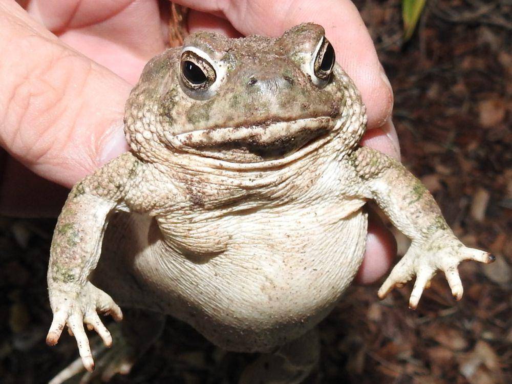 Kodok texas (inaturalist.org/Sam Kieschnick)