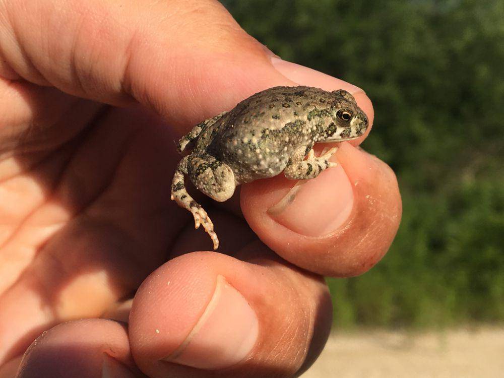 Kodok texas (inaturalist.org/Cullen Hanks)