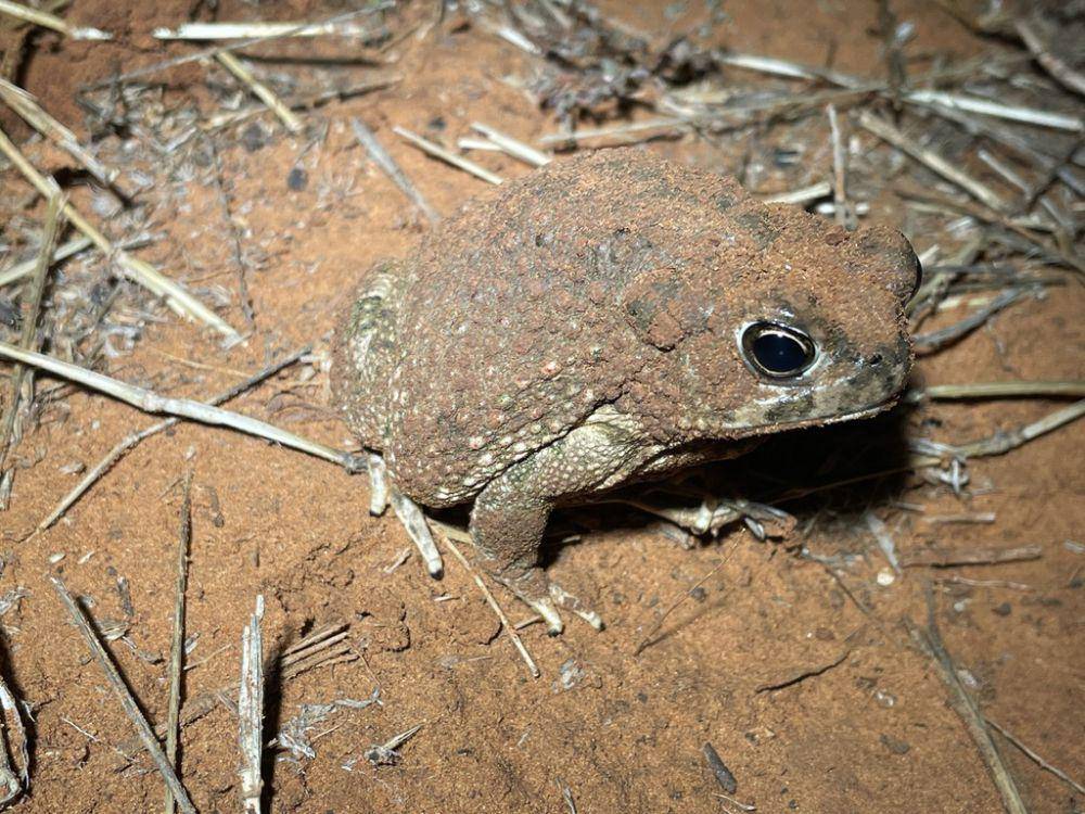 Kodok texas (inaturalist.org/Ashwin Narayanan)