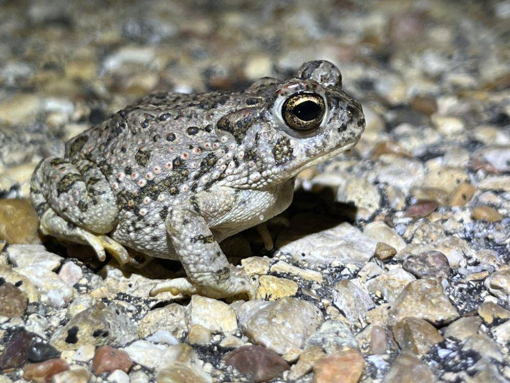 Kodok texas (inaturalist.org/Austin J. Knight)