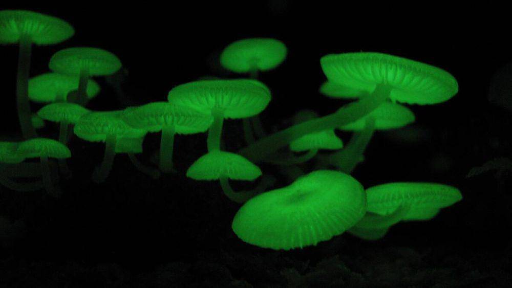 potret mycena chlorophos (commons.wikimedia.org/Anonymous Powered)