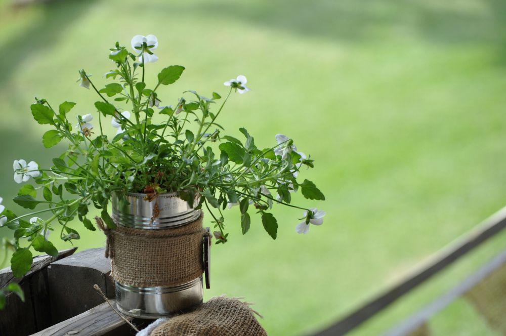 7 Tanaman Hias Berbunga Kecil, Cocok untuk Pot Mini