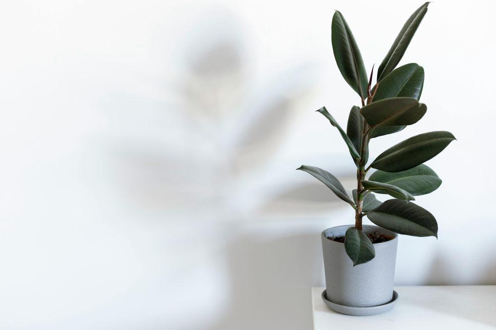 ilustrasi tanaman ficus elastica (pexels.com/Justyna Grochowska)