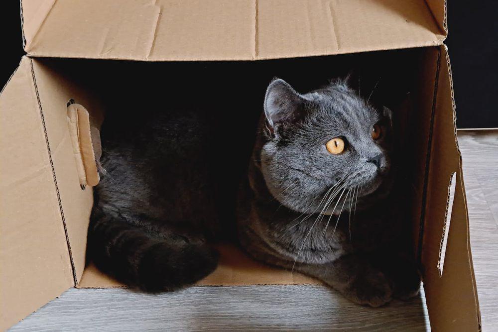 6 Alasan Kucing Lebih Suka Kardus daripada Mainan Mahal