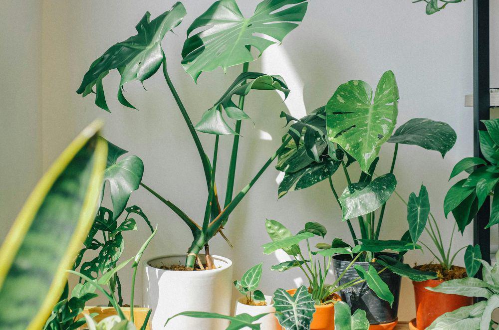 ilustrasi perawatan monstera yang mudah (pexels.com/Huy Phan)
