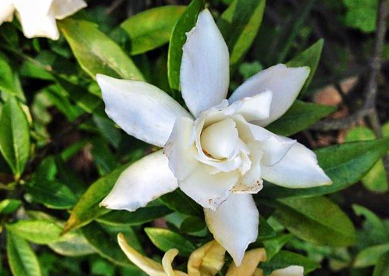 ilustrasi gardenia (commons.wikimedia.org/Honeyhuyue)