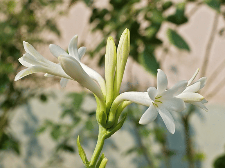 ilustrasi sedap malam 