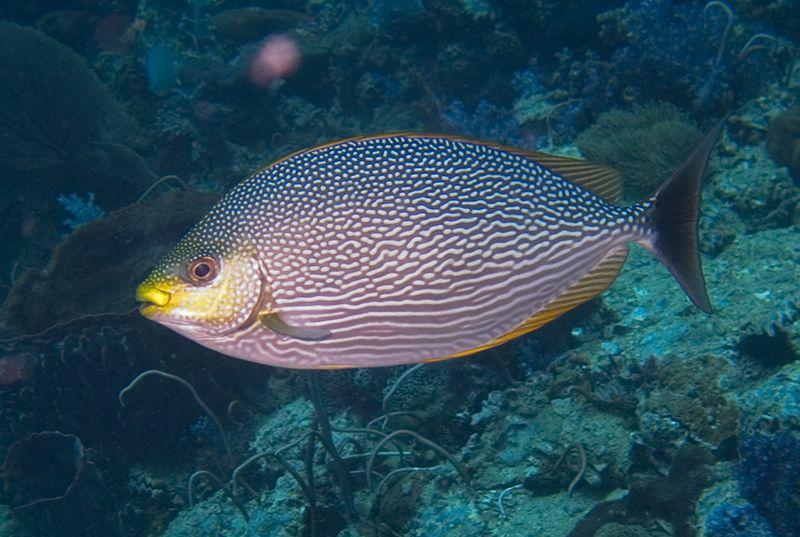 5 Jenis Ikan dengan Perilaku Unik Mengubah Warna Tubuh