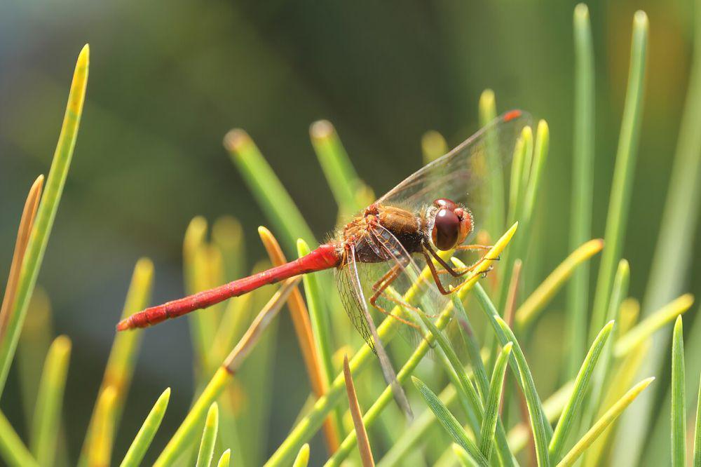 5 Capung Kecil dari Genus Sympetrum, Banyak yang Berwarna Merah