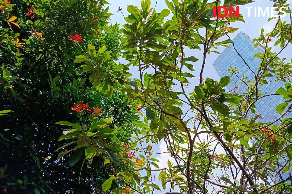 Hasil foto dari Samsung Galaxy A06 5G (IDN Times/Misrohatun)