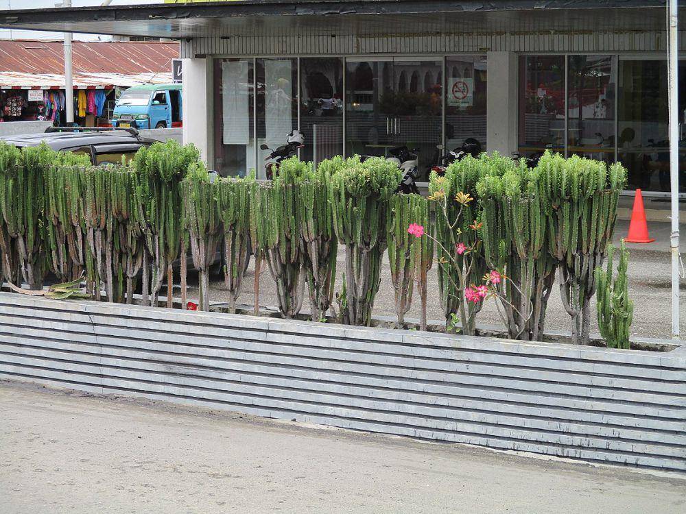 potret euphorbia trigona (commons.wikimedia.org/David E Mead)