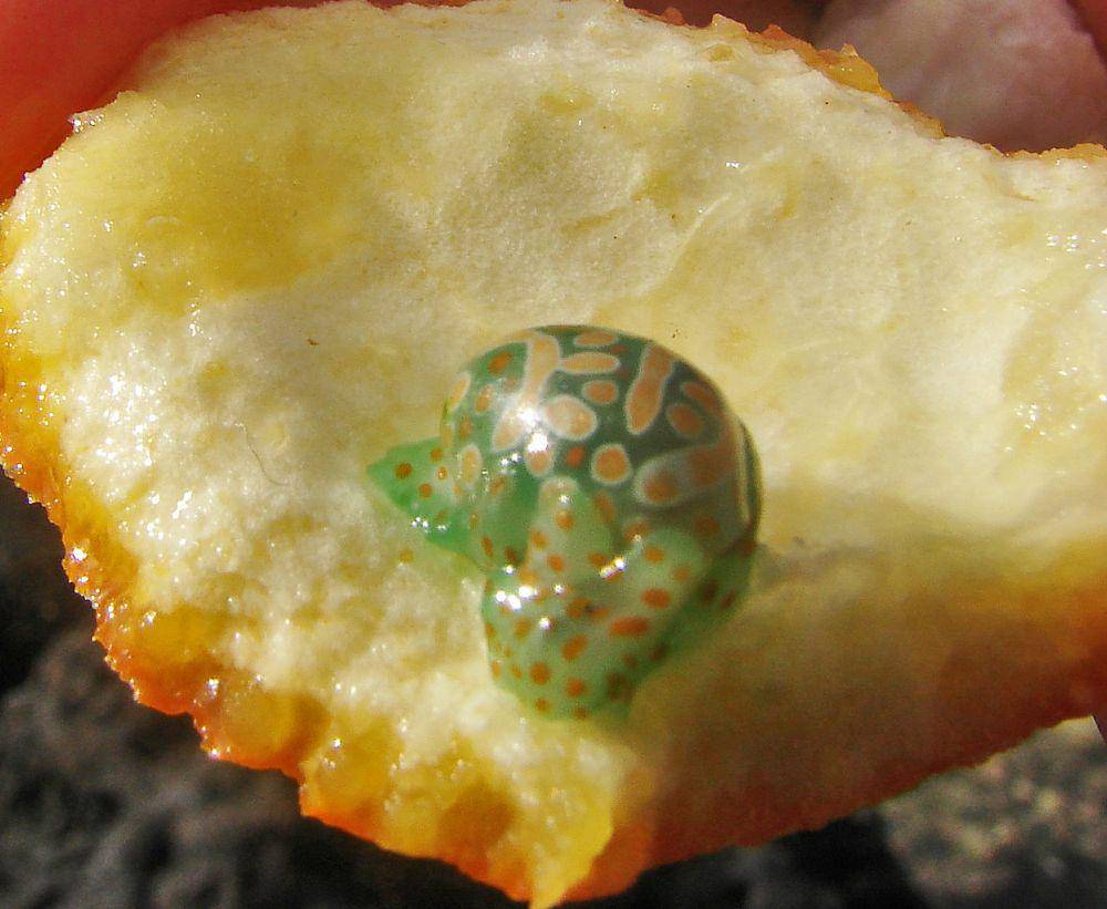 Cymbal bubble snail (commons.wikimedia.org/Green slash)