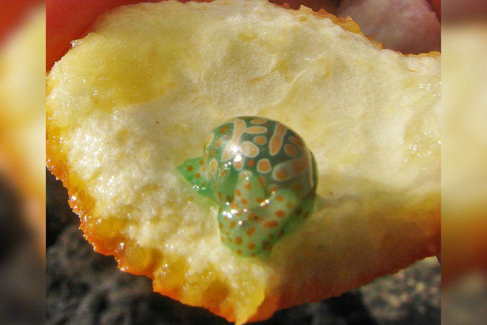 Cymbal bubble snail (commons.wikimedia.org/Green slash)