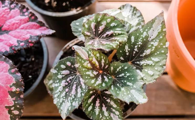 ilustrasi tanaman begonia rex (www.thespruce.com)