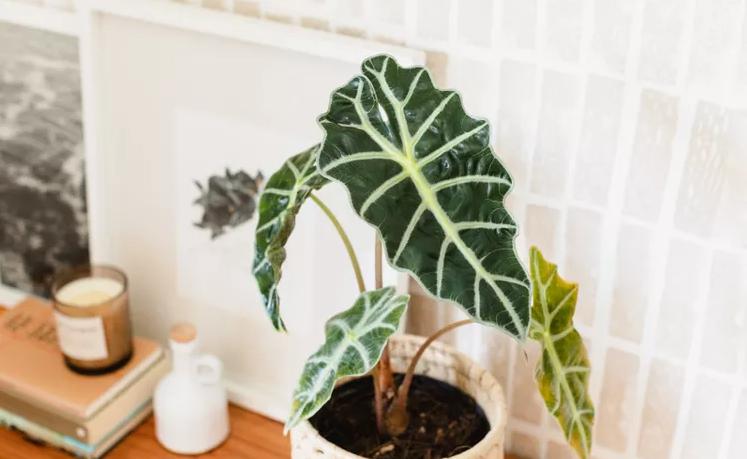 ilustrasi tanaman alocasia polly (www.thespruce.com)