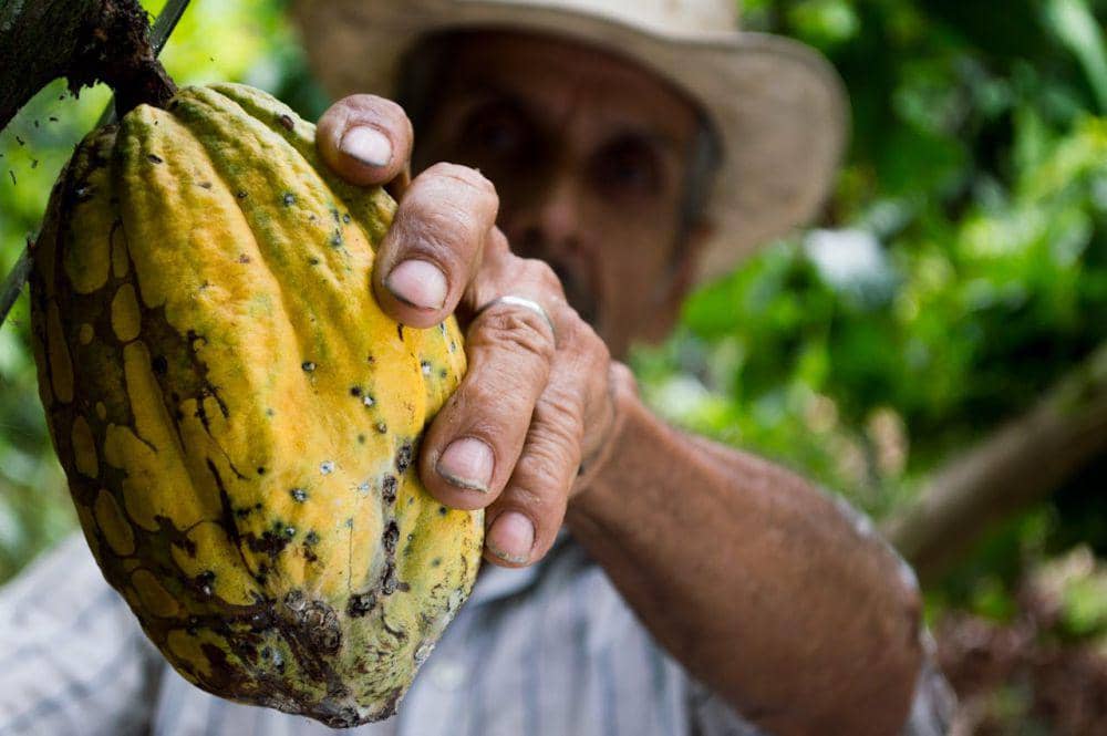 Hilirisasi Kakao Lampung Ada Kawasan Industri Berstandar Internasional