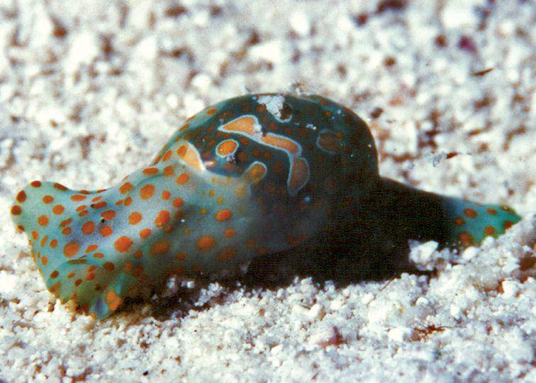 Cymbal bubble snail (commons.wikimedia.org/Nathalie Yonow)