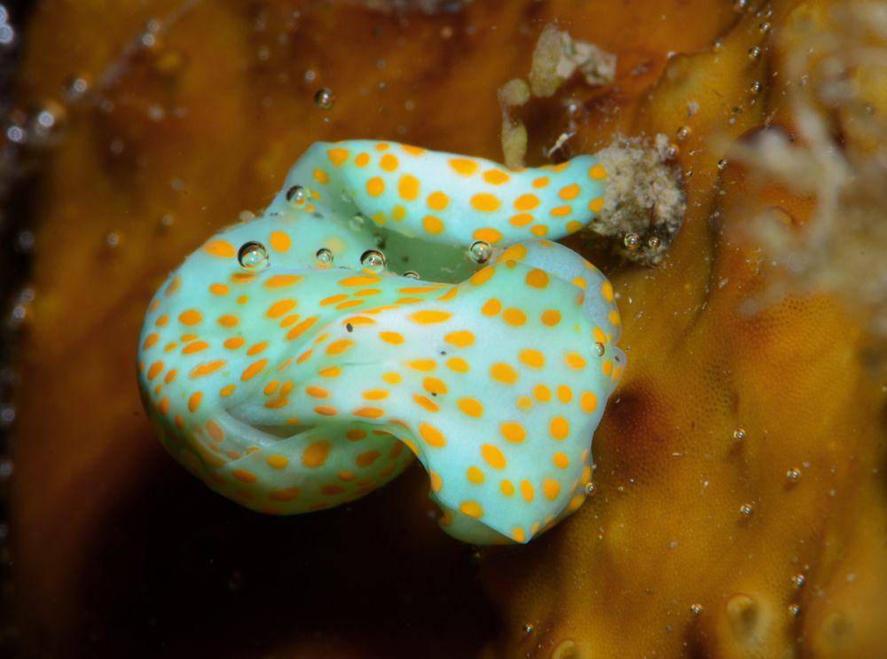 Cymbal bubble snail (commons.wikimedia.org/Nathalie Rodrigues)
