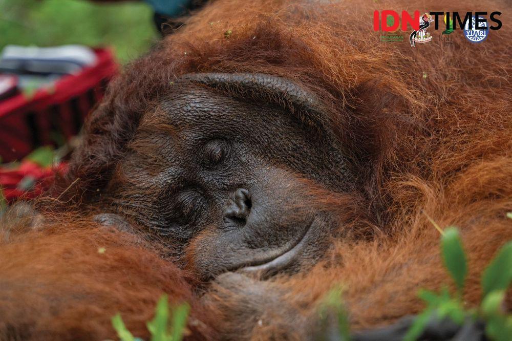 Orangutan Masuk Kebun Warga di Ketapang, Dipindahkan ke Hutan Lindung