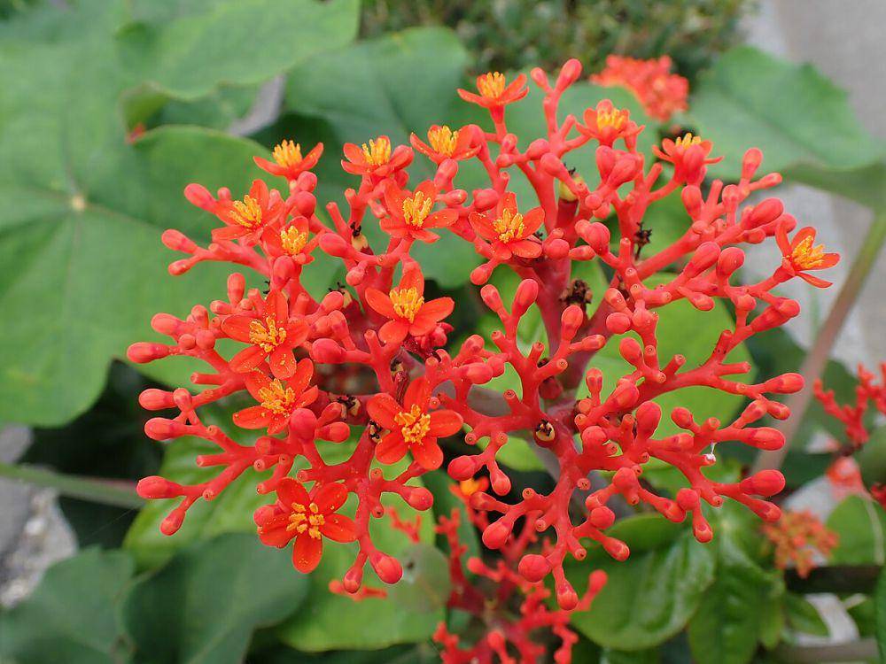 potret jatropha podagrica (commons.wikimedia.org/M108t)