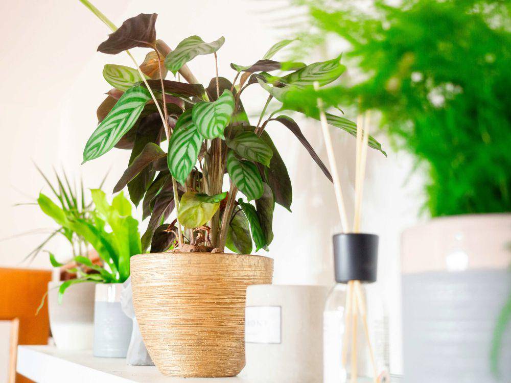 ilustrasi tanaman calathea (unsplash.com/Katka Pavlickova)