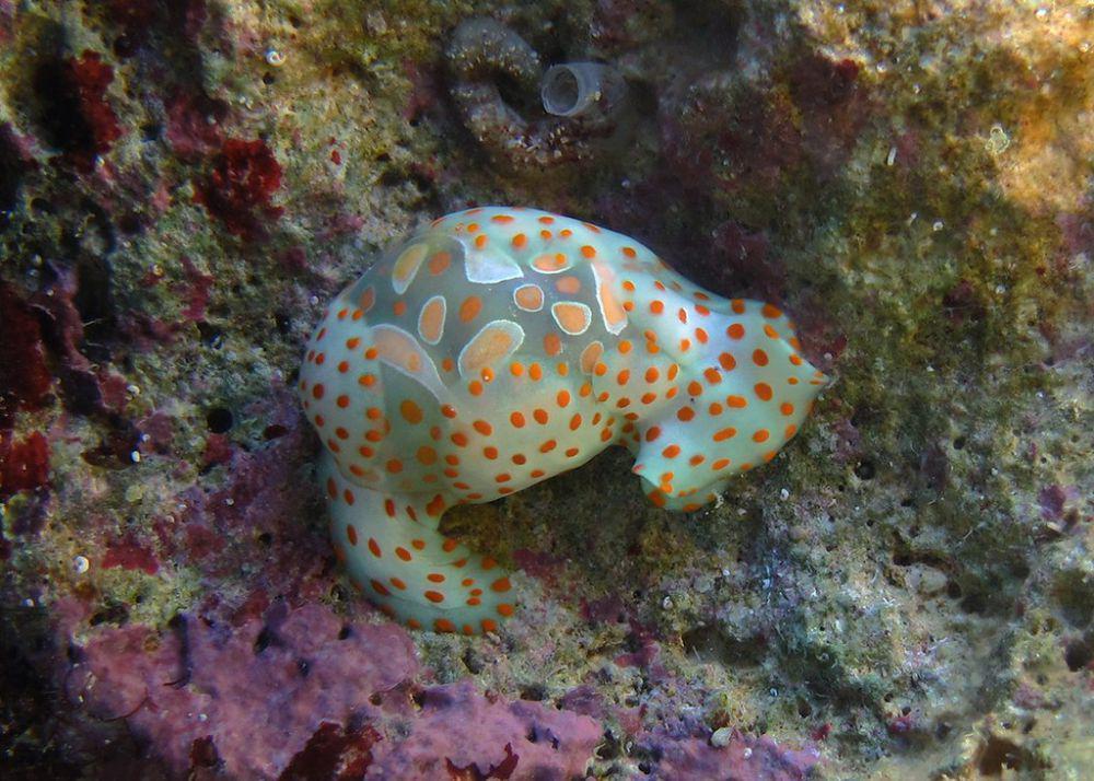 5 Fakta Unik Cymbal Bubble Snail, Warnanya Mirip Ice Cream!