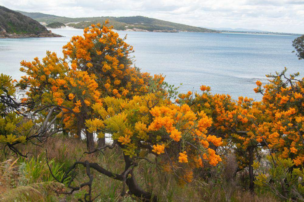 Pohon natal Australia (inaturalist.org/Rolf Lawrenz)