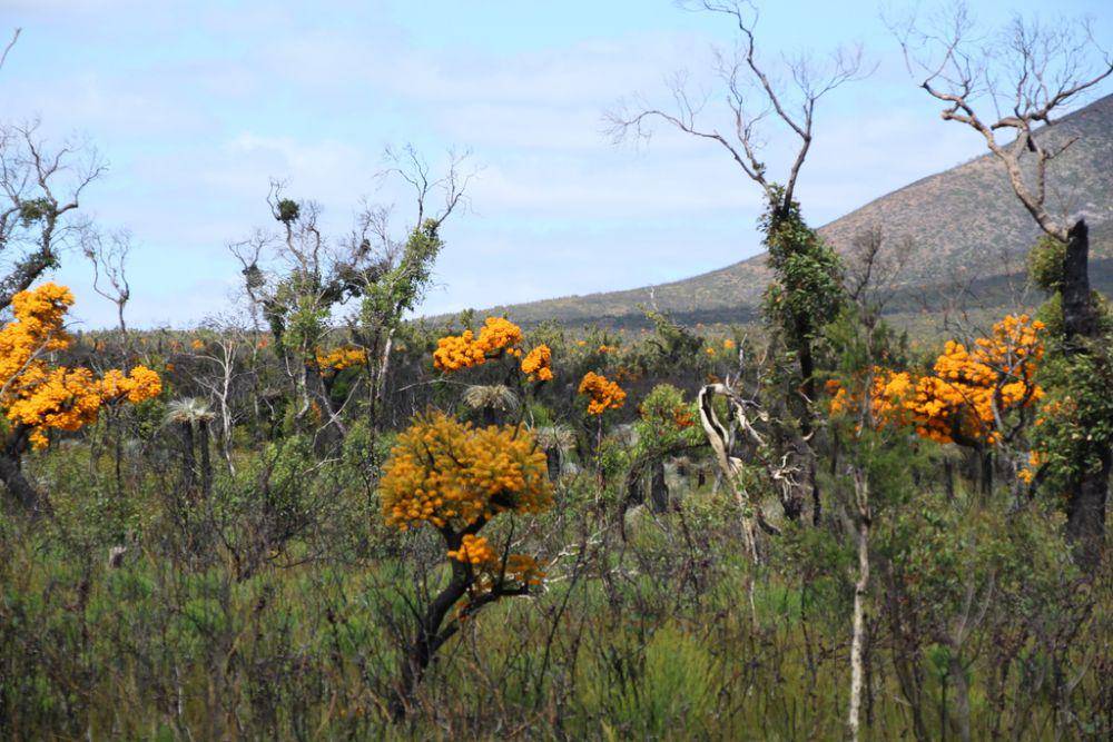 Pohon natal Australia (inaturalist.org/Em Lamond)