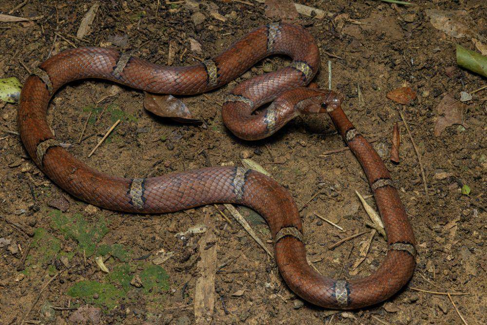 Ular kukri cokelat (inaturalist.org/muangpaisuetrong)