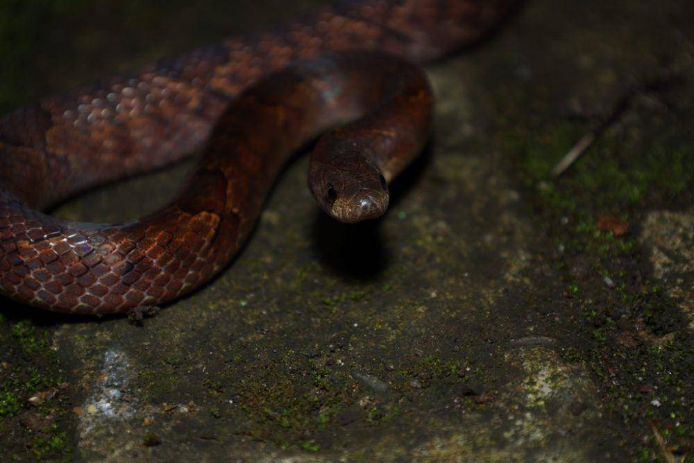 Ular kukri cokelat (inaturalist.org/Muhammad Fakhri Fauzan)