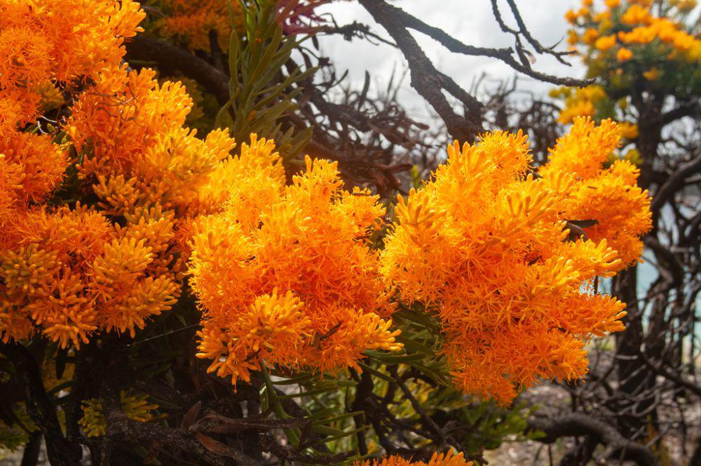 6 Fakta Pohon Natal Australia, si Cantik yang Suka Mencuri Nutrisi