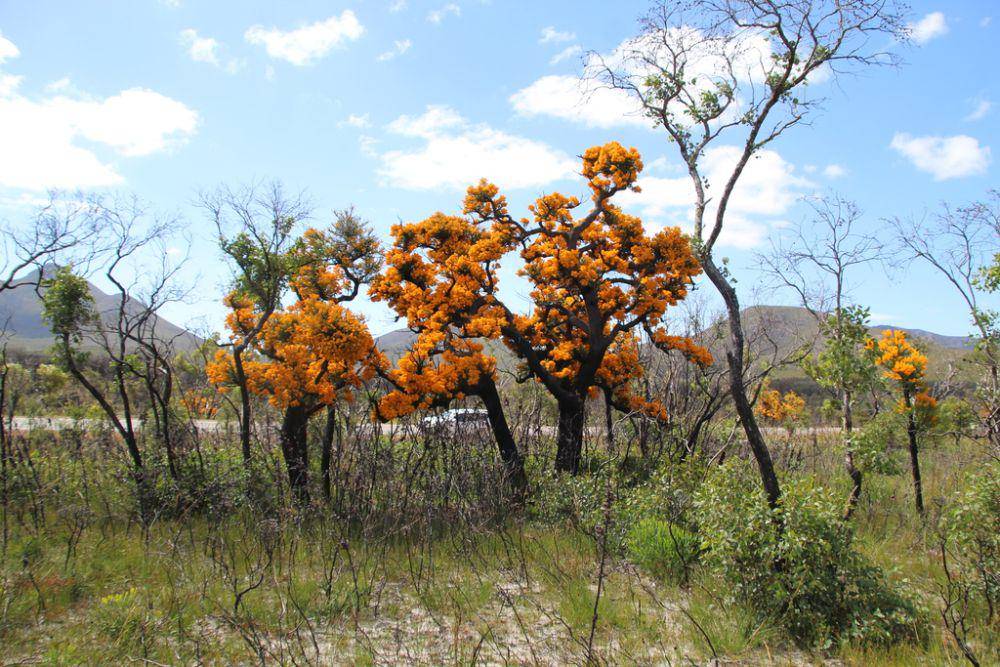 Pohon natal Australia (inaturalist.org/Em Lamond)