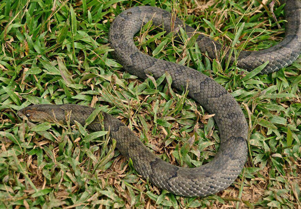 Ular kukri cokelat (commons.wikimedia.org/Wibowo Djatmiko)