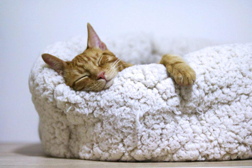 Apa Kucing Pelupa? 6 Fakta soal Ingatan Jangka Panjangnya