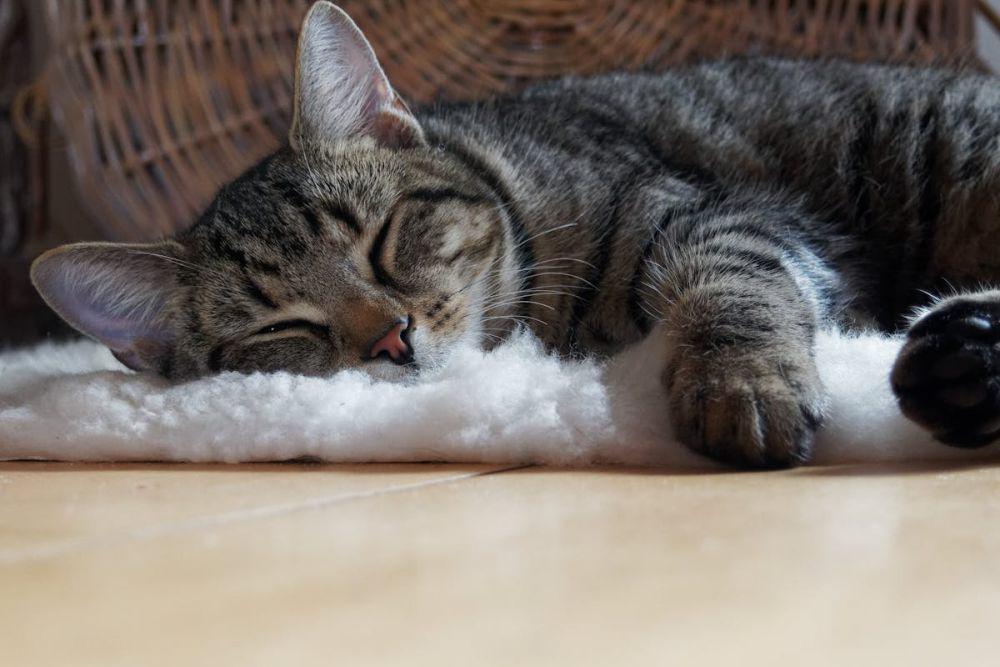 6 Cara Kucing Menenangkan Dirinya Sendiri Saat Stres