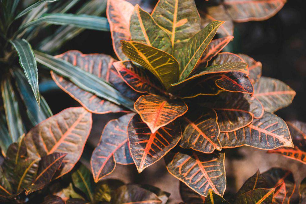 ilustrasi tanaman codiaeum variegatum (pexels.com/Erik Mclean)