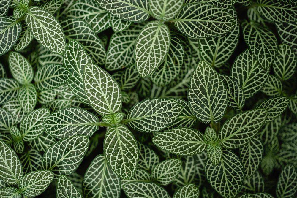 ilustrasi nerve plant (pexels.com/Marina Leonova)