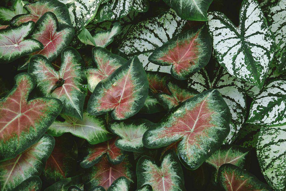 ilustrasi tanaman caladium (pexels.com/Madison Inouye)
