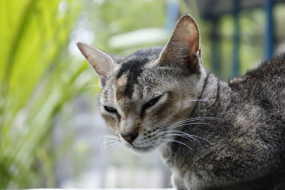 7 Tanda Kucing Sedang Cemas dan Cara Mengenalinya